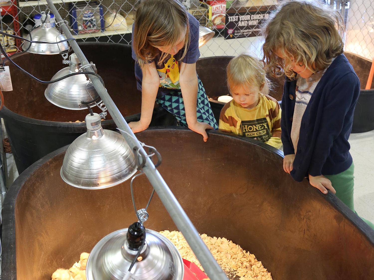 Choosing the right breed of chickens for a backyard flock is an important decision. From left, Tripp, Luna and Charlie Sanders examine chicks for sale March 8, 2017, in Starkville, Mississippi. (Photo by MSU Extension Service/Kat Lawrence)