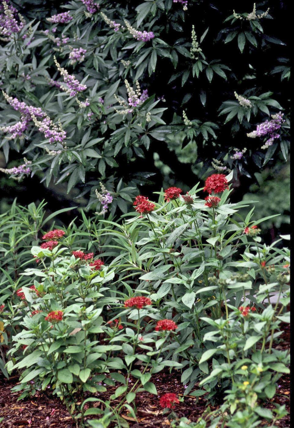 This combination planting looks somewhat tropical and a little patriotic with the red pentas and the taller vitex sporting blue and white. The white appearance on the vitex comes from the unopened flower buds. This idyllic partnership is not only an incredible sight from the standpoint of aesthetics, but it also features plants known to be major food sources for butterflies and hummingbirds.