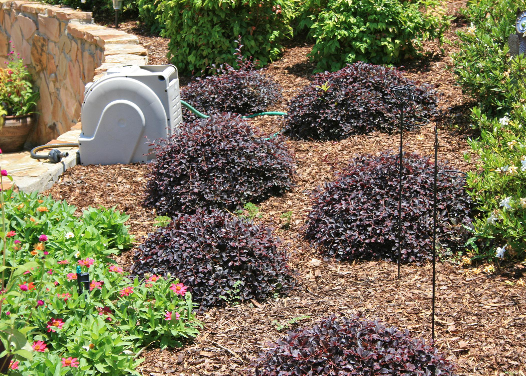 Loropetalum is a versatile landscape plant that comes in a variety of sizes, such as these dwarf burgundy-leaved varieties. (Photo by MSU Extension Service/Gary Bachman)