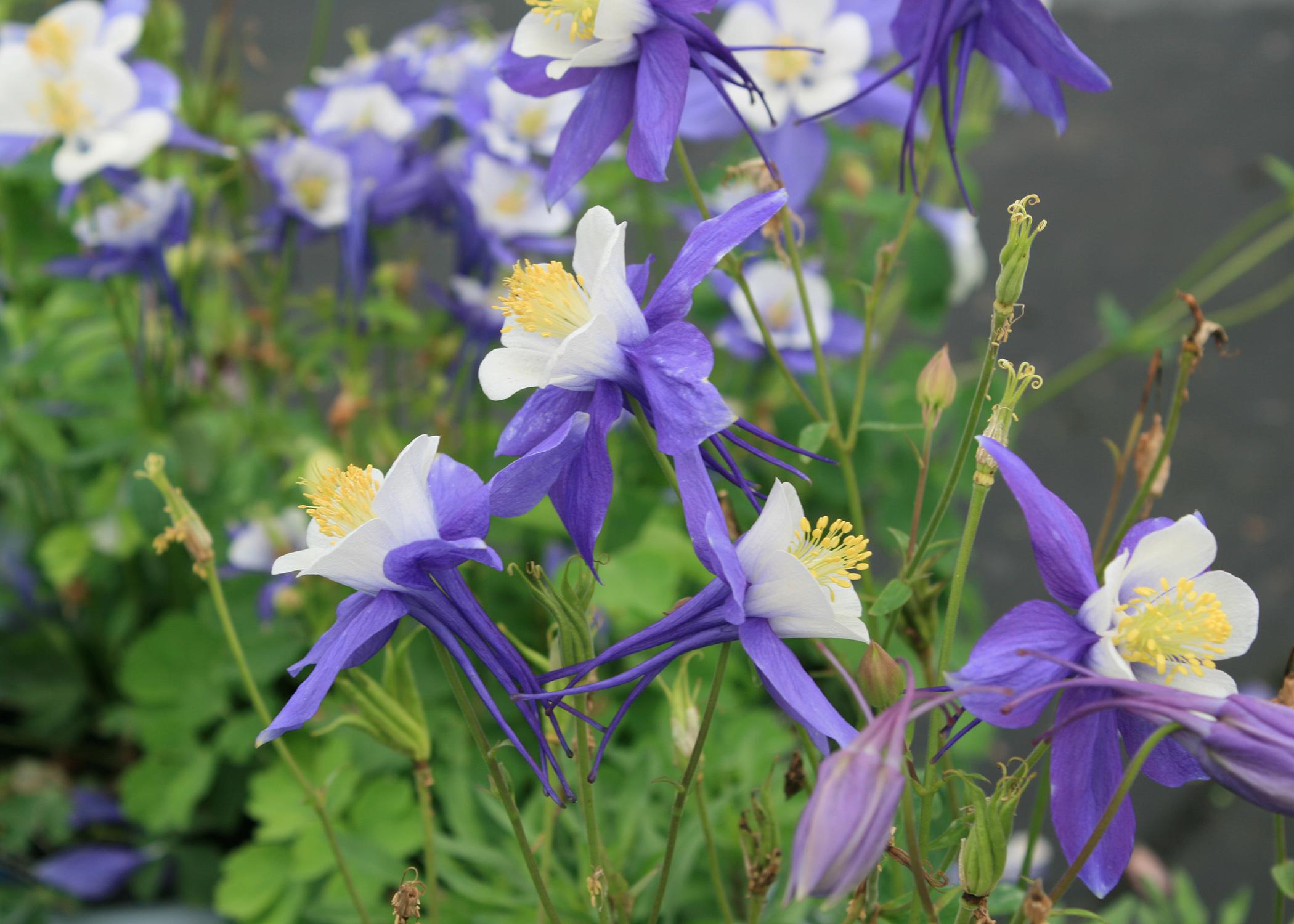 Columbines, such as this Aquilegia Swan blue and white, can thrive in Mississippi landscapes when treated as an annual. (Photo by MSU Extension Service/Gary Bachman)