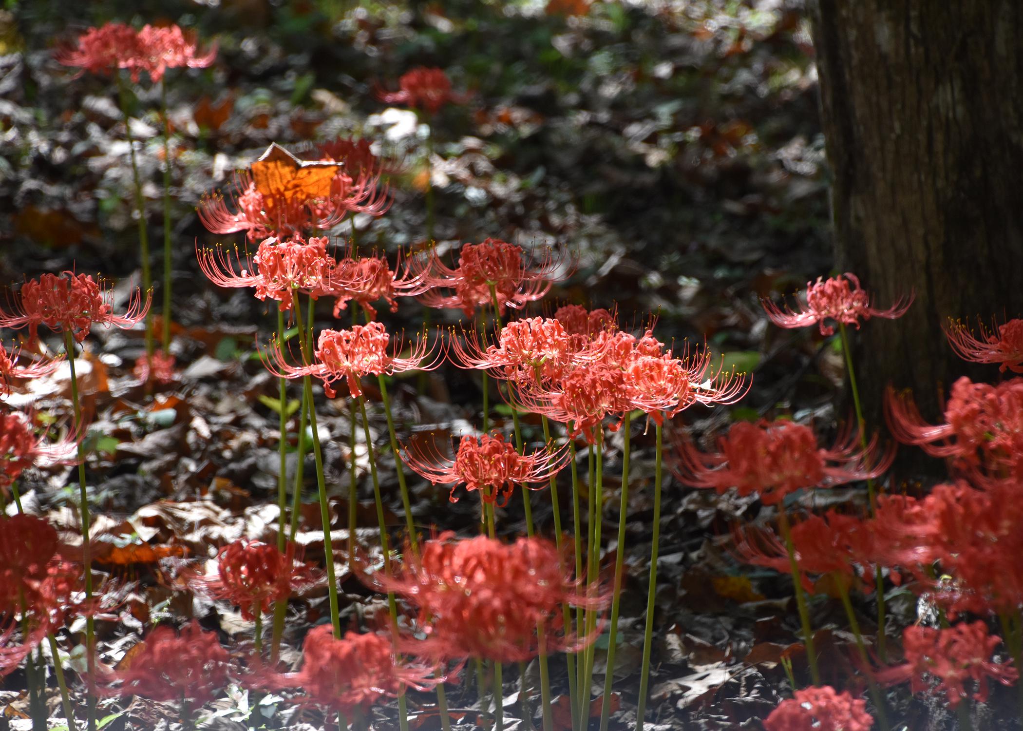 In the late summer and through the fall, all the varieties of Lycoris produce tall flower stalks without any leaves. (Photo by MSU Extension Service/Gary Bachman)