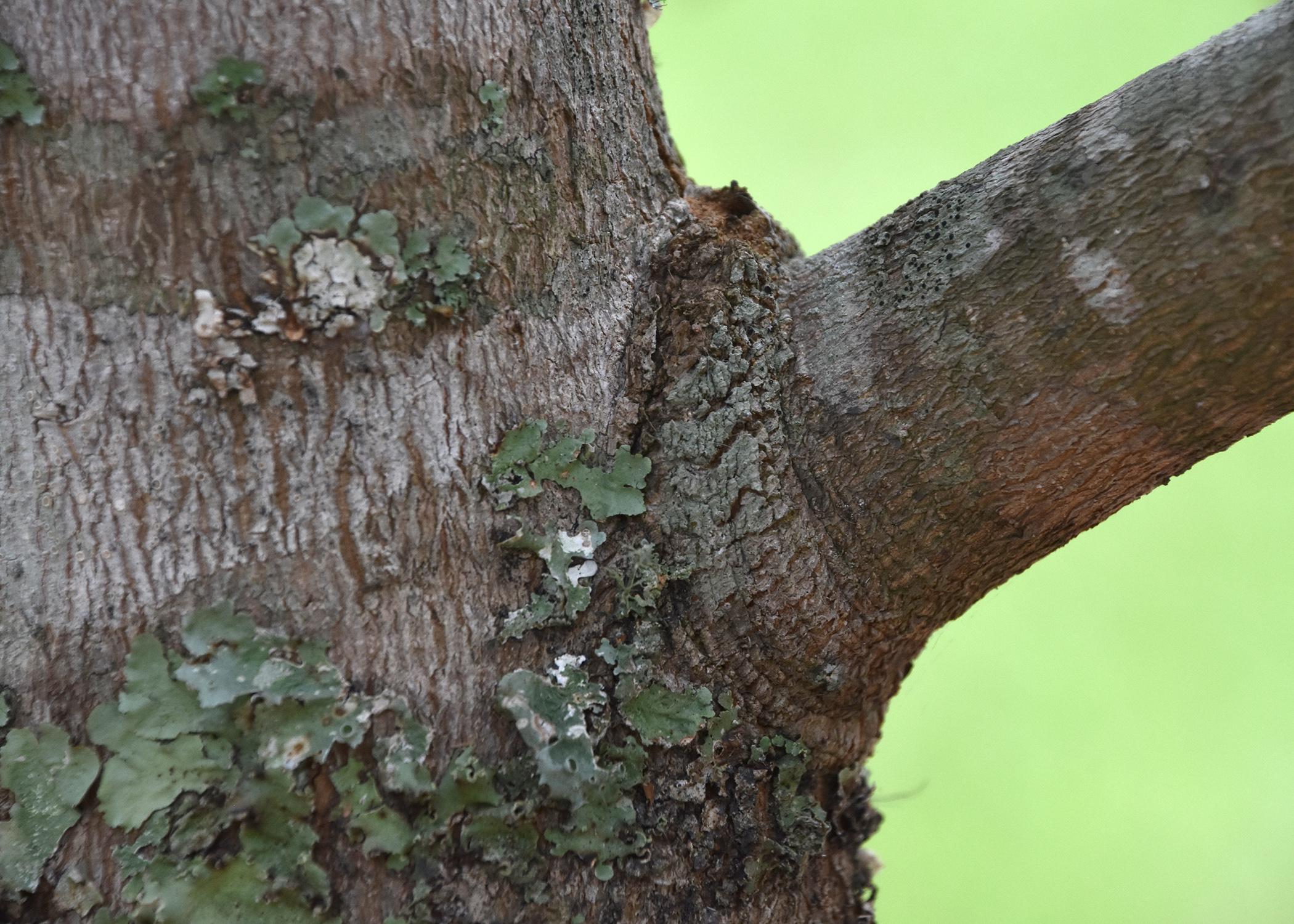 Trim branches at the branch collar, which is a slightly raised area around the point where the branch is connected to the tree trunk. The tree will heal better if the branch is removed at this point rather than flush with the trunk (Photo by MSU Extension Service/Gary Bachman)