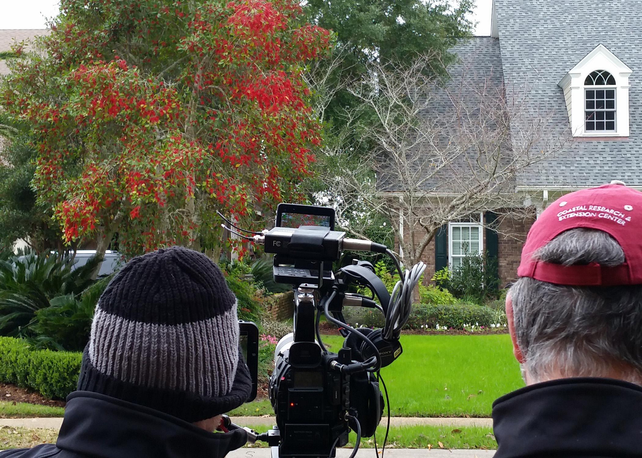 Southern Gardening TV recently featured the Savannah holly, which is outdoing itself across the state this year. Its colorful fruit load can weigh down branches. (Photo by MSU Extension/Gary Bachman)