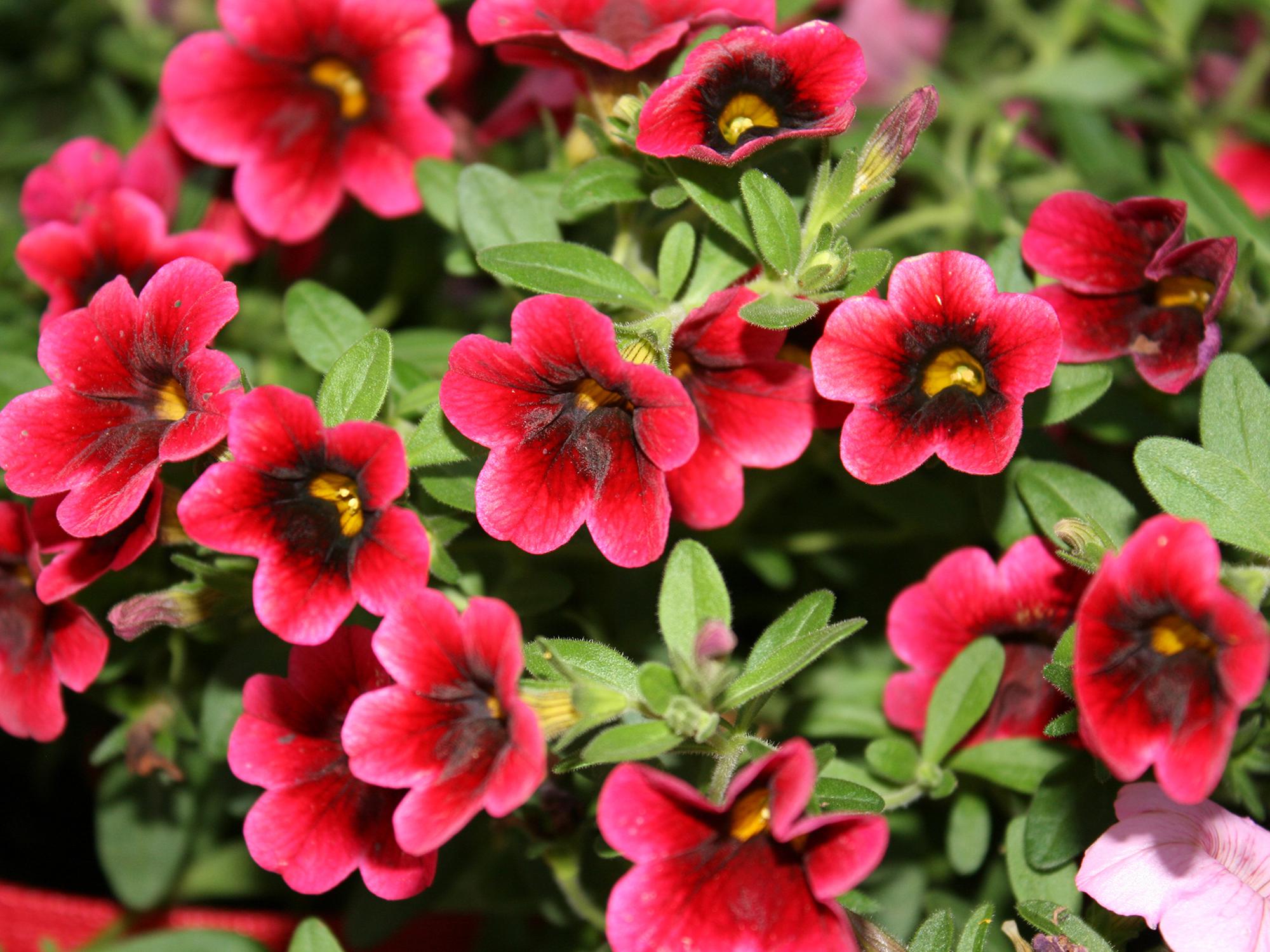 Pomegranate Punch is a variety of Calibrachoa Superbells that is heat tolerant all summer long and adds color to any flowerbed. (Photo by MSU Extension/Gary Bachman)