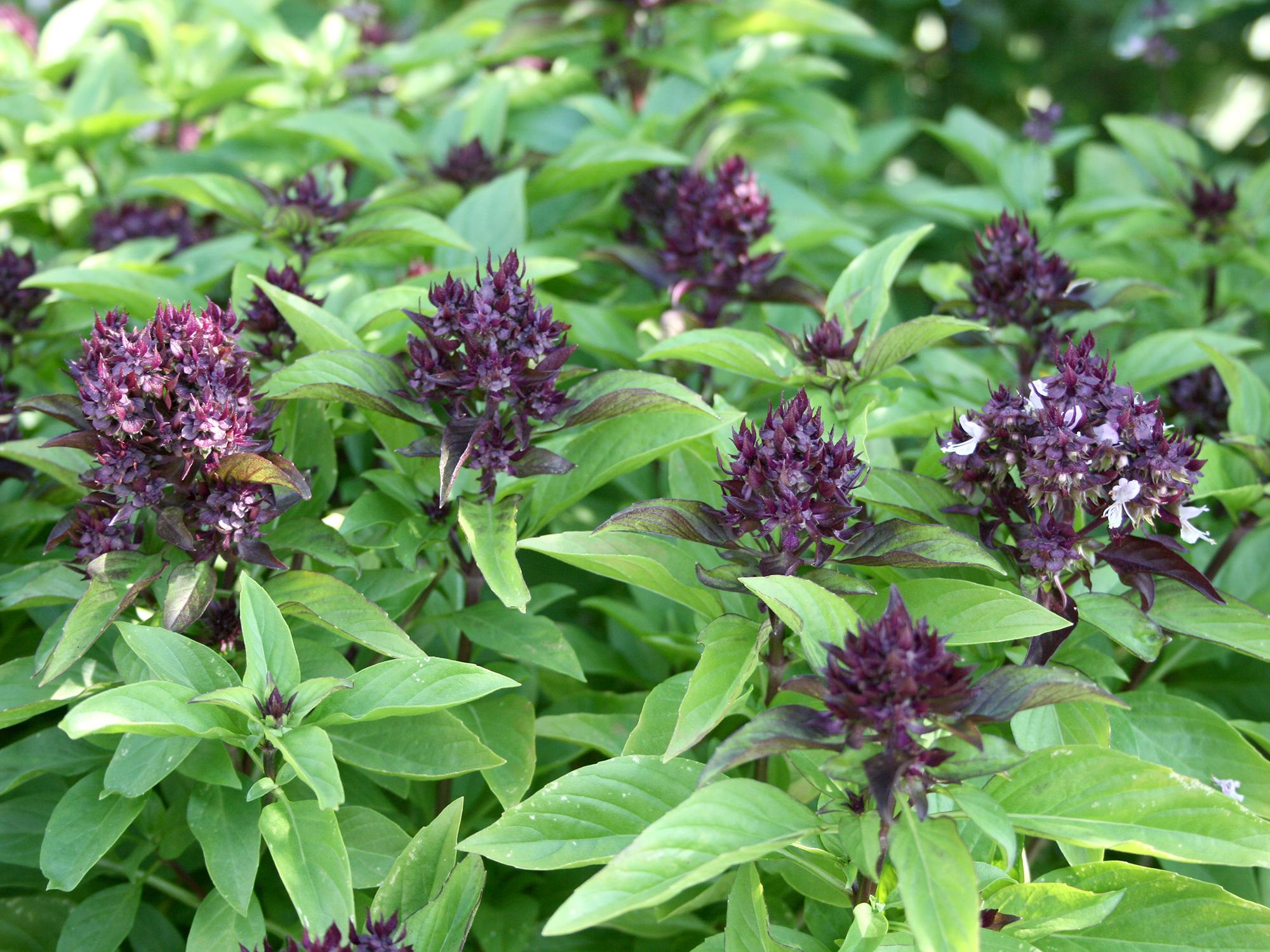 Siam Queen is a Thai basil with purple flowers and a licorice aroma and flavor (Photo by Gary Bachman/MSU Extension Service)