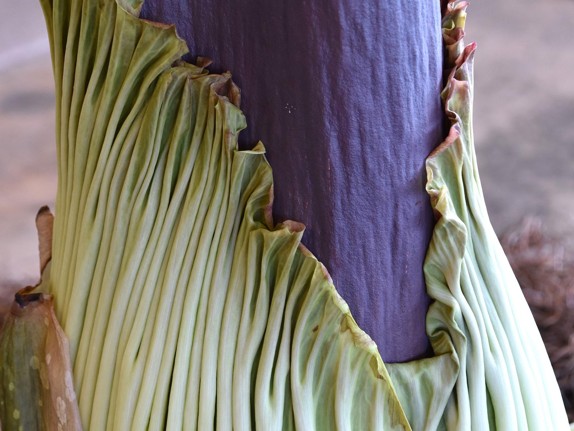 The bloom of the Titan arum is an inflorescence, a collection of many individual flowers. This inflorescence is composed of a petal-like structure called a spathe that has a ruffled edge. The spathe surrounds a fleshy central spike called a spadix. Male and female flowers are produced in rings at the base of the spadix. (Photo by MSU Extension/Gary Bachman)