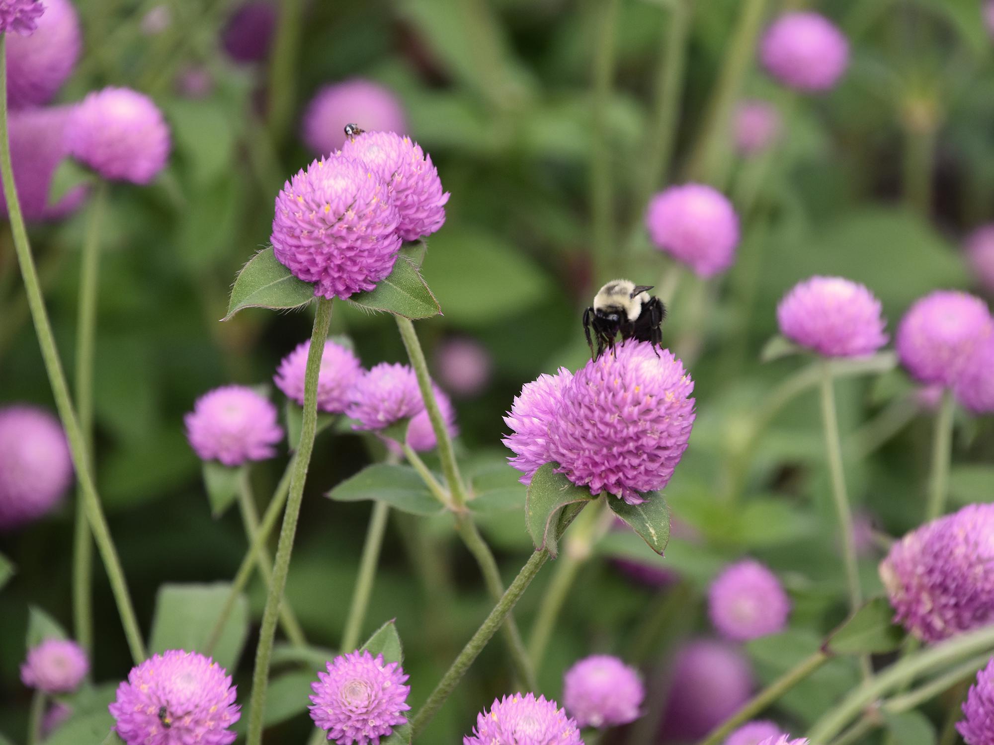 Ping Pong is a new gomphrena series that delivers a blast of color in any landscape bed. (Photo by MSU Extension/Gary Bachman)