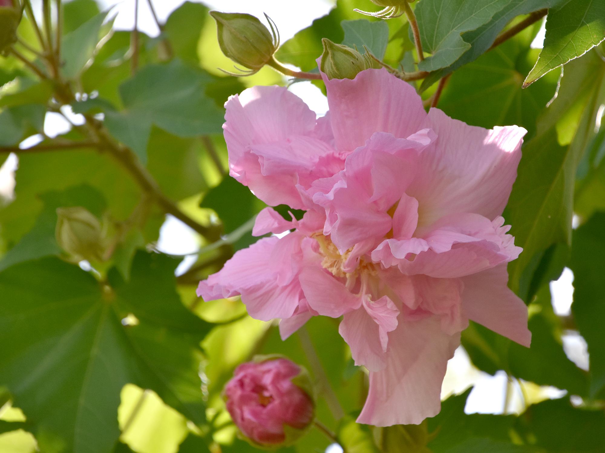 Confederate Rose is an old-fashioned heirloom plant that is actually a hibiscus, not a rose. (Photo by MSU Extension/Gary Bachman)