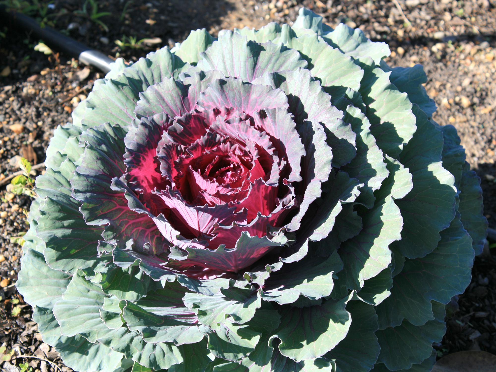 The outer leaves of Pigeon Purple ornamental cabbage maintain a darker green with purplish veins, and new center leaves emerge with a purplish-red color. (Photo by MSU Extension/Gary Bachman)