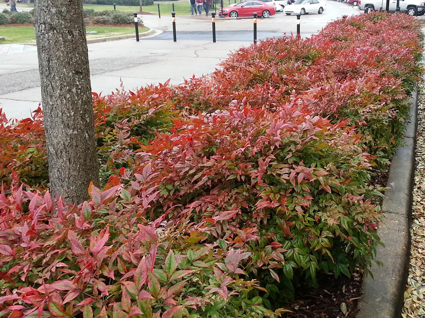 These dwarf Firepower nandinas are mass planted on the Mississippi State University campus in Starkville, Mississippi. (Photo by MSU Extension/Gary Bachman)