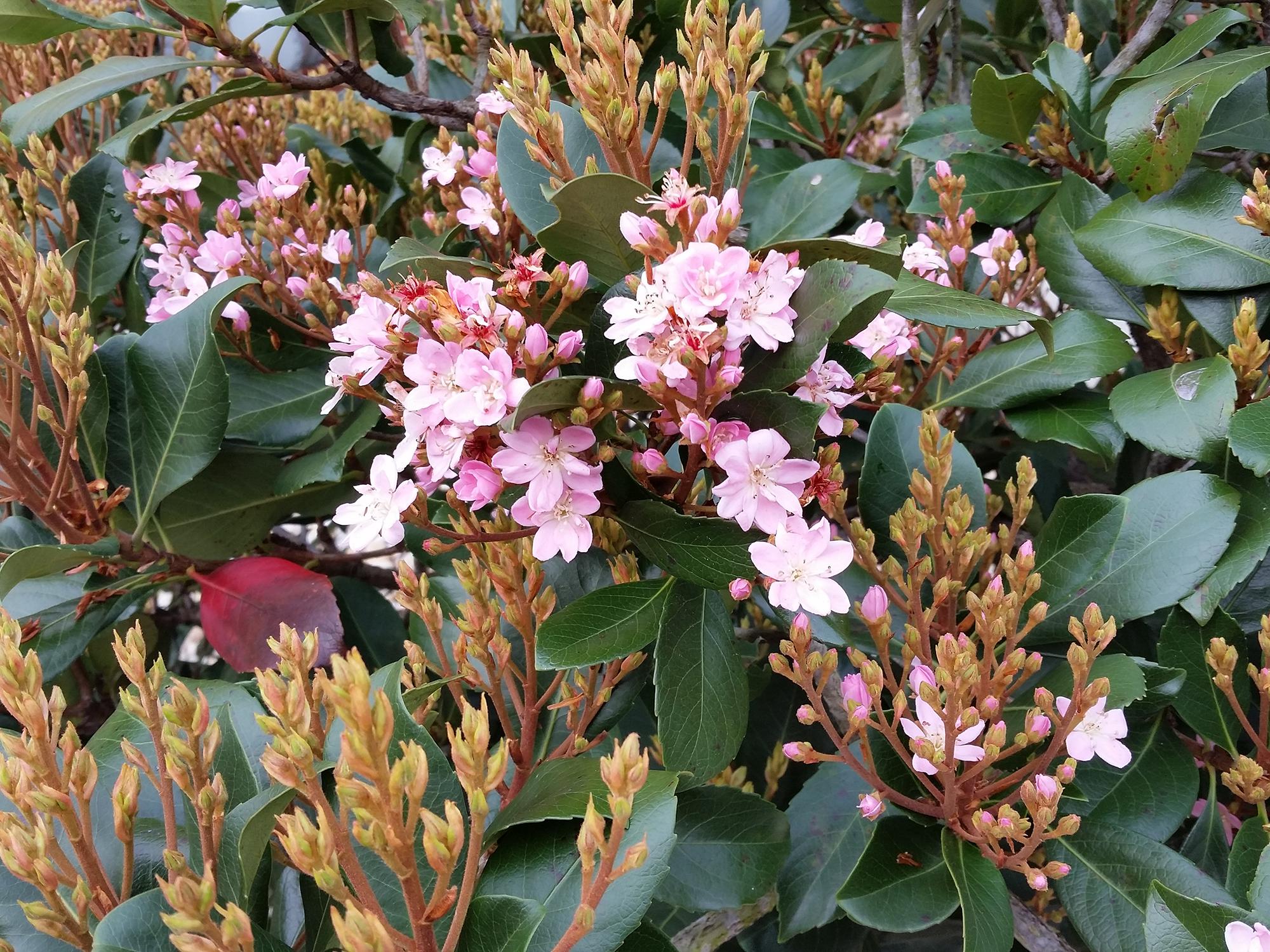 Indian hawthorns are typically small shrubs, but the Rosalinda selection can grow up to about 15 feet if left unpruned. It produces bright-pink flowers in late spring and early summer. (Photo by MSU Extension/Gary Bachman)