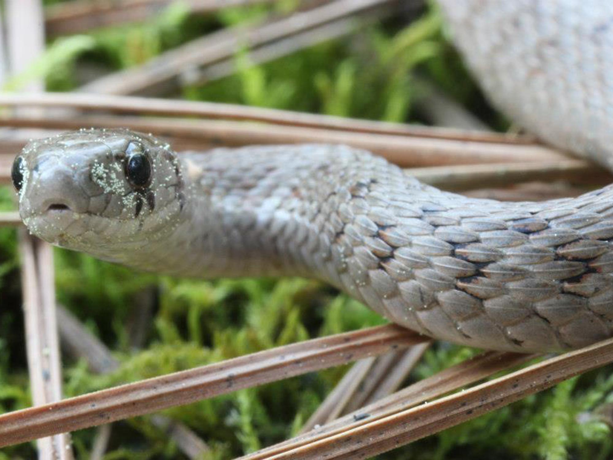 Mississippi is home to 35 species of non-venomous snakes, such as this black racer, which benefit the home landscape by keeping rodent populations in check. (Photo courtesy of Robert Lewis)