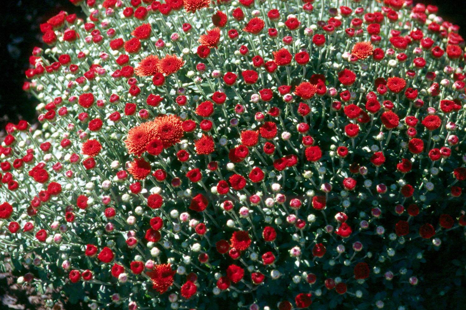 Red Belgian mums