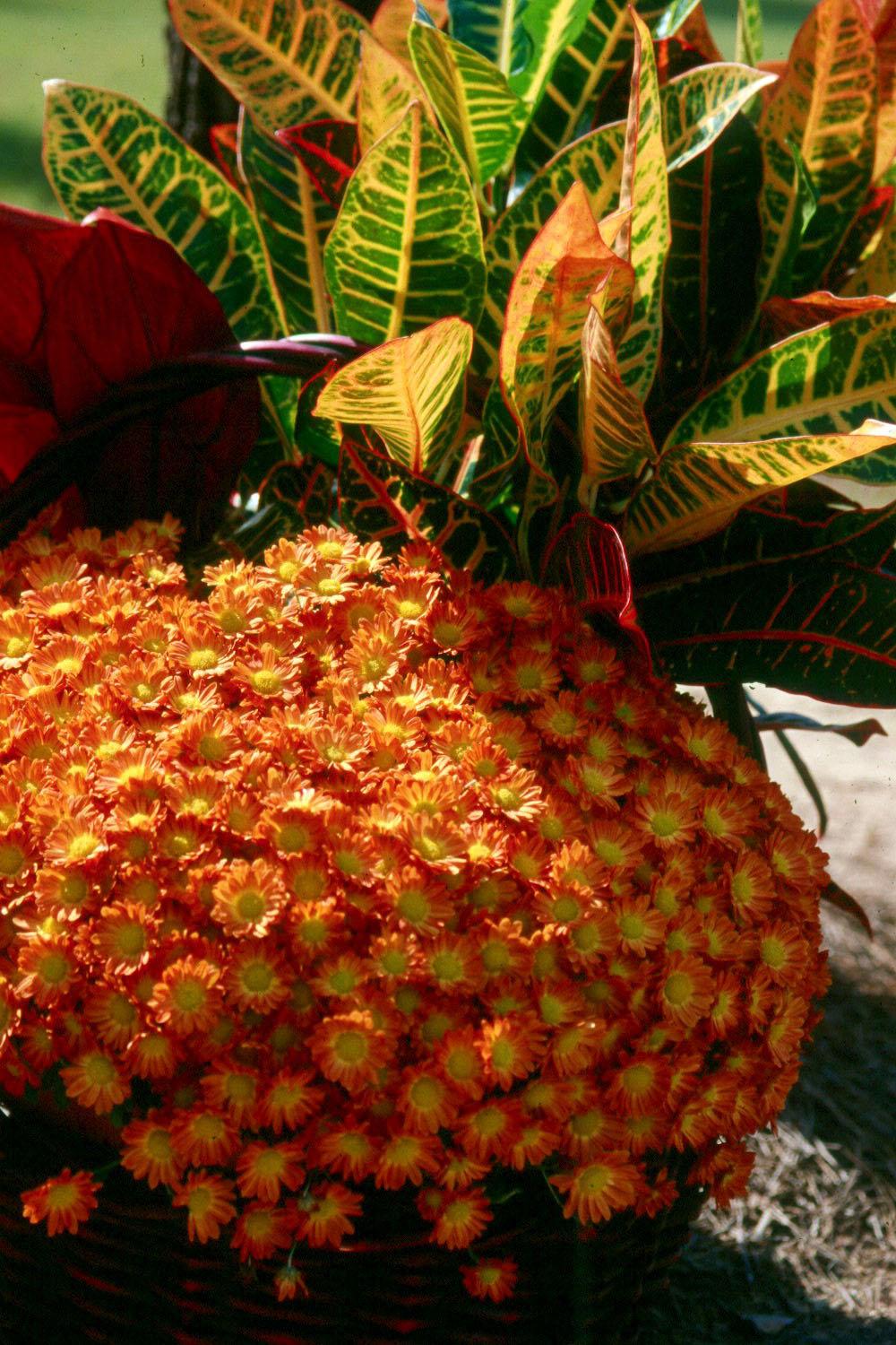 Orange Atlantico is one of the many varieties of Belgian mums available this fall. They are durable and produce an abundance of flower buds in a quantity much greater than any other mum. Many have more than 600 buds on a single plant.