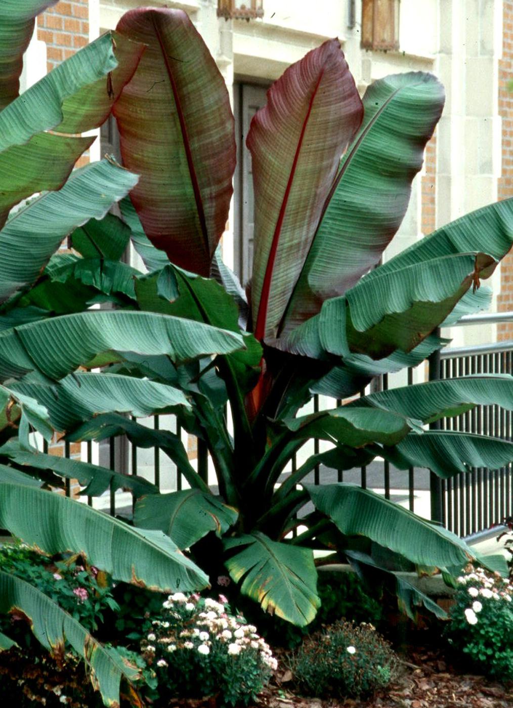 These Red Abyssinian bananas were growing outside of the First Baptist Church in Magee and demonstrate how to make a dramatic landscape impact.