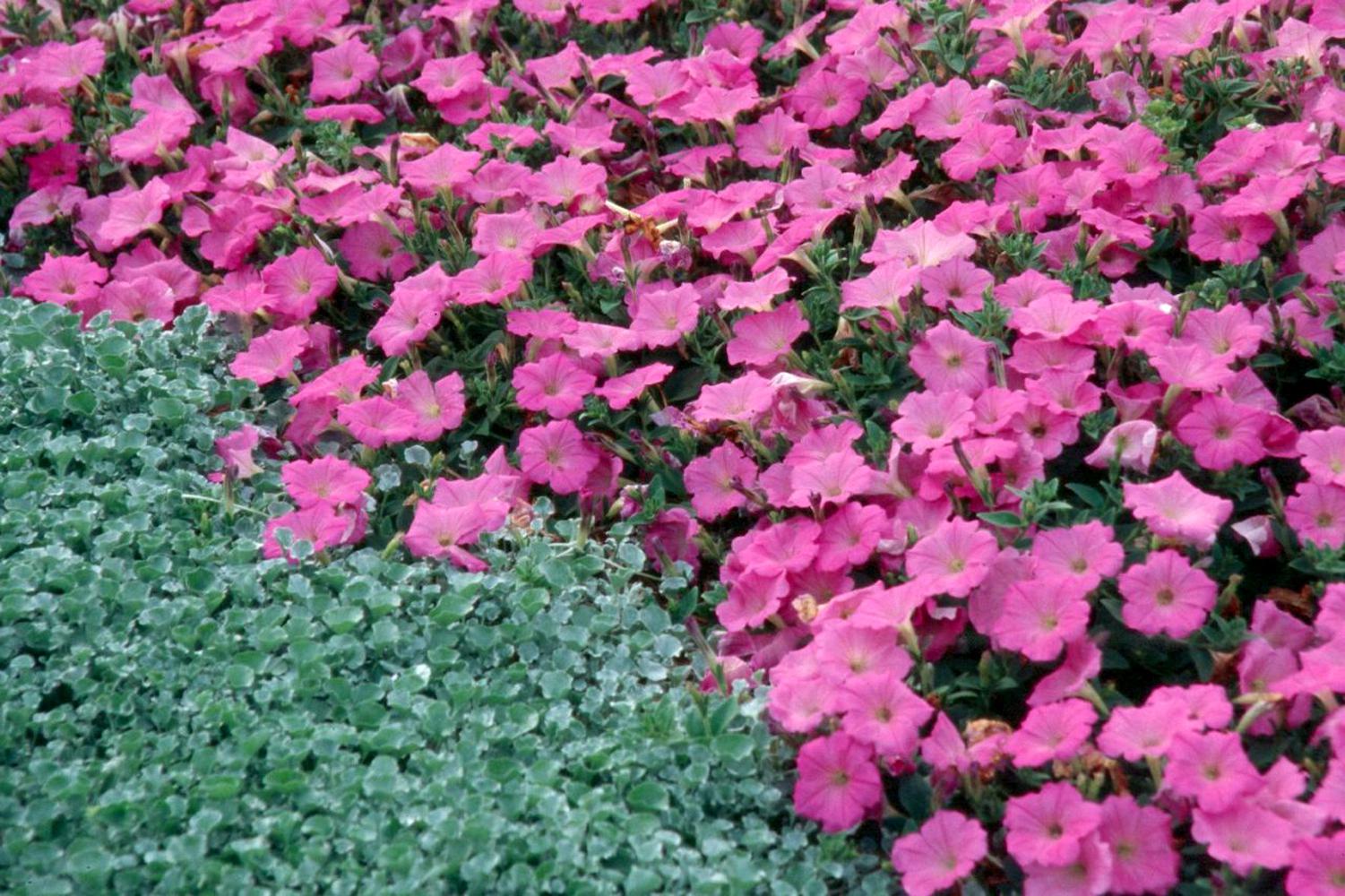 Silver Falls dichondra makes a stunning groundcover when grown in front of flowers like these pink petunias or foliage like Mississippi Summer Sun coleus.