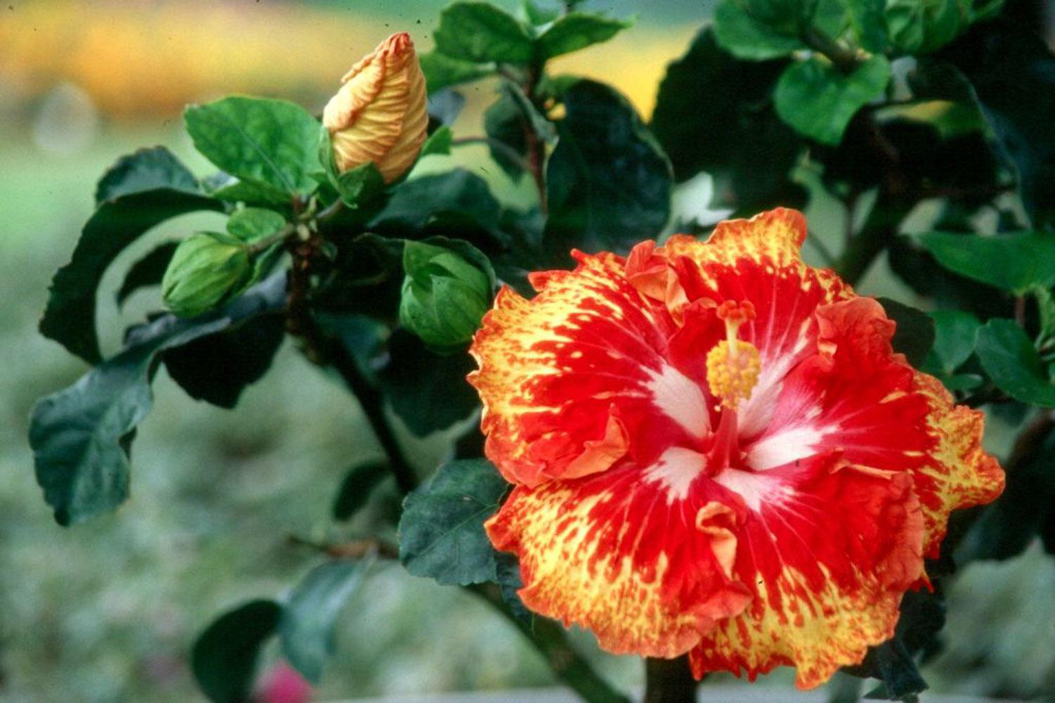 One of the newest hibiscus is Sun Showers. Sun Showers is indeed like a solar flare on the sun with orange, red and white.