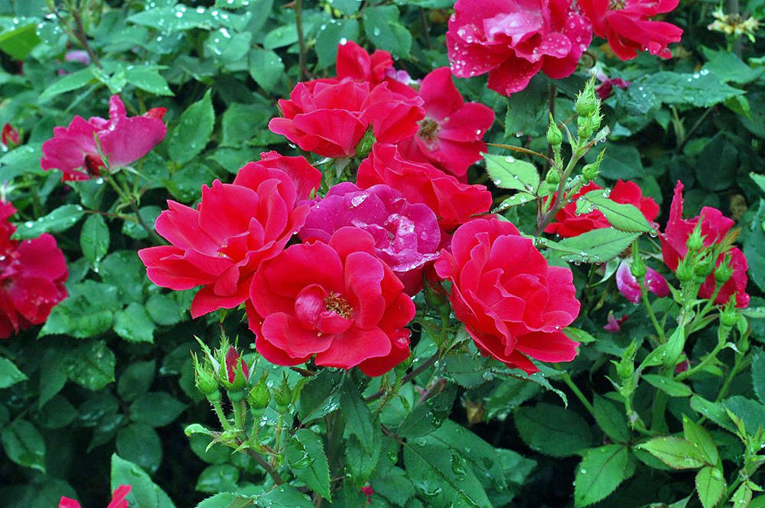 Knock Out's fluorescent, cherry-red blooms begin in spring and continue to provide color until the first frost. During the winter months, orange-red rose hips provide added winter interest.