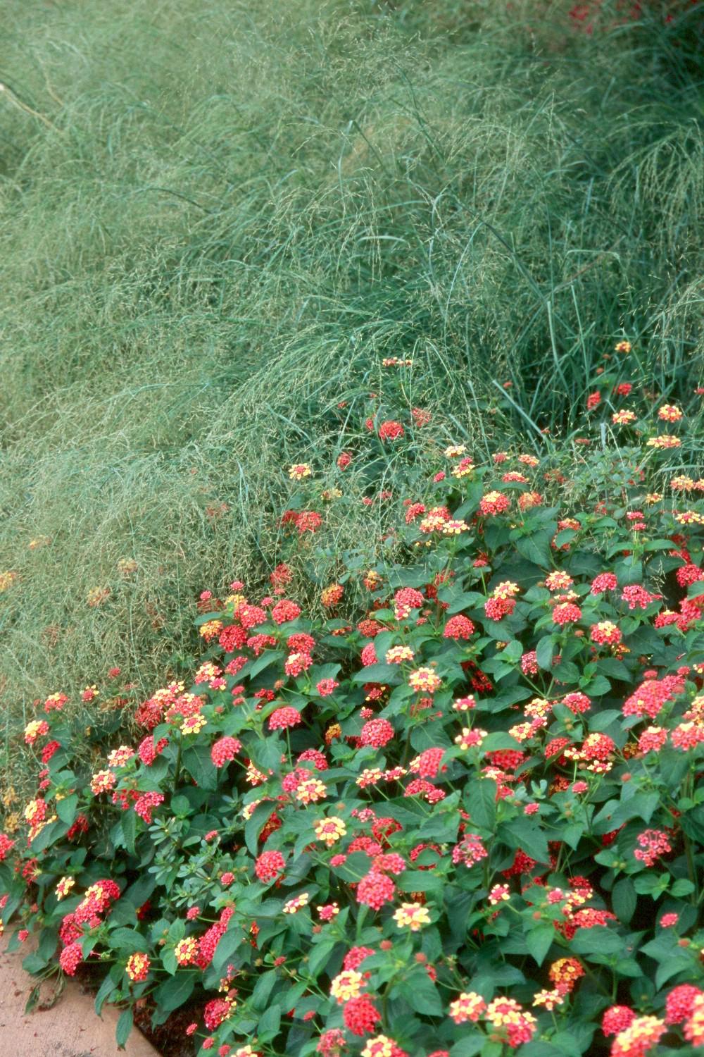 Wind Dancer love grass in the top of this photo makes a spectacular backdrop in a bed with Peach Sunrise lantanas, some of the new selections in the Landmark series.