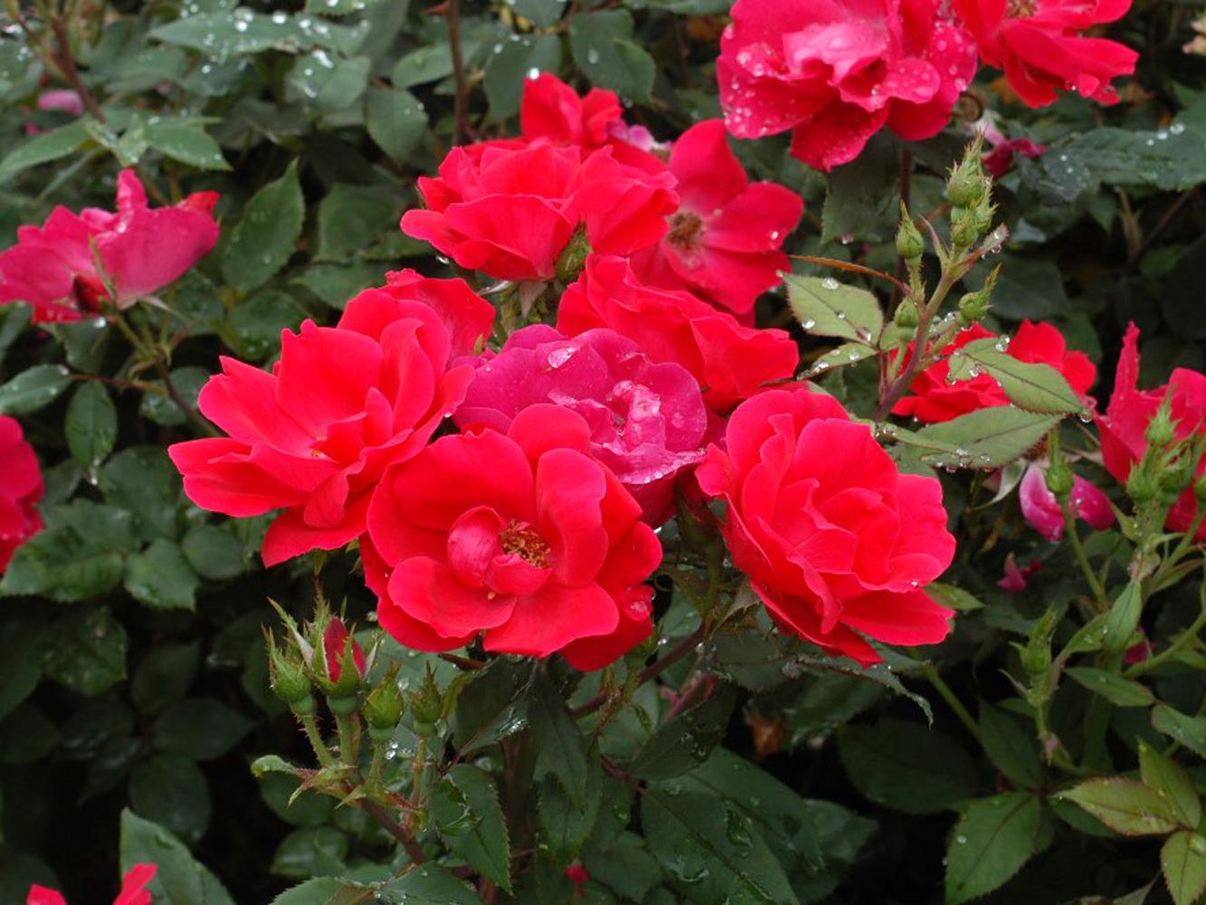 Knock Out roses have been added to this year's garden at the Truck Crops Experiment Station in Crystal Springs. You'll see them blooming as well as have the opportunity to buy them from vendors during the 27th annual Fall Flower and Garden Fest.