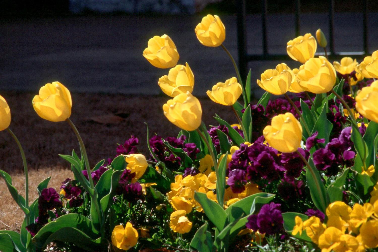 Yellow tulips provide a colorful contrast with purple pansies.