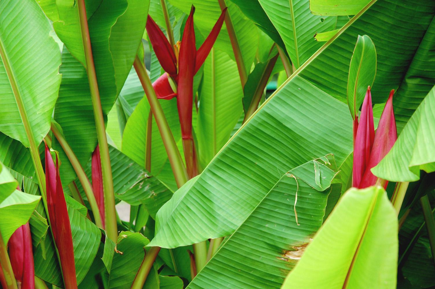 The African Red banana forms a big clump, and all the shoots seem to bloom in unison, making it an incredible sight. The petioles, or leaf stems, have a reddish tinge to them, and it may be the prettiest blooming banana for the entire state.