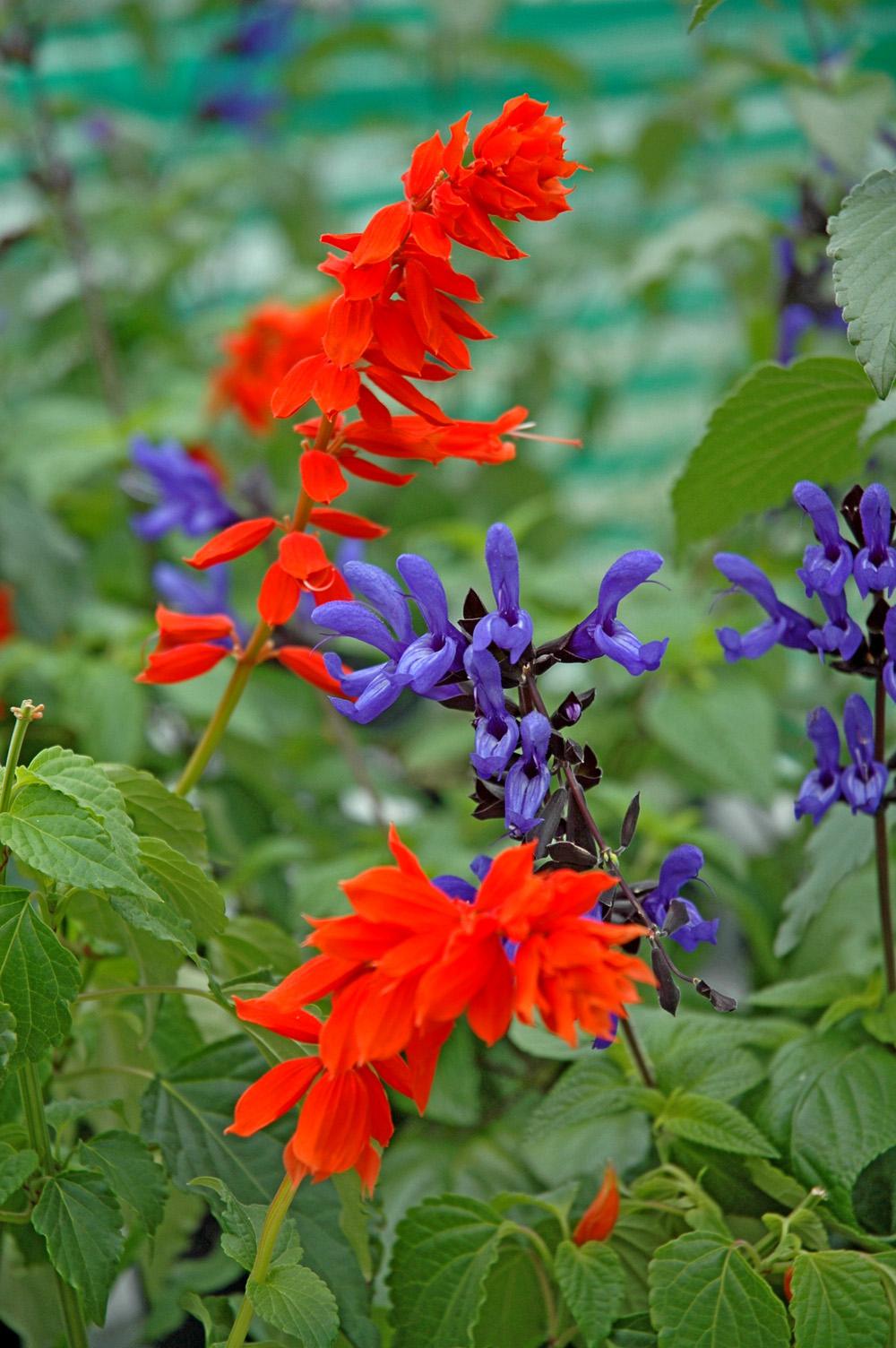 Gardeners will come to love 'Black and Blue'