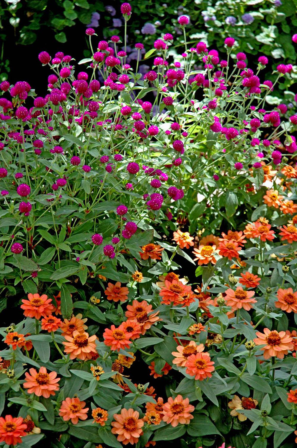 Profusion Deep Apricot zinnias shine brightly under the tall purple flowers of the All Around Gomphrena.