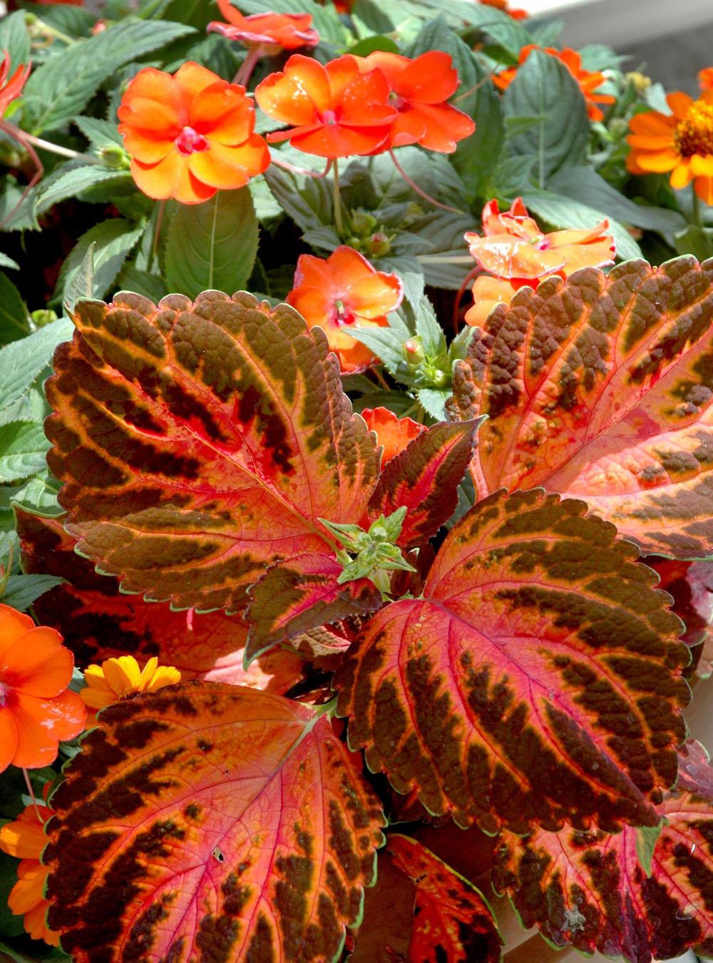 Celebration Apricot New Guinea impatiens are outstanding choices for spectacular orange floral displays in a summer garden.