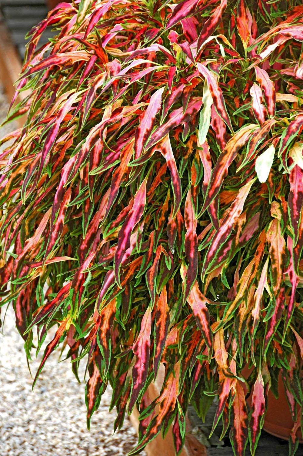 The Flume coleus reaches 24 inches in height. Its colorful, saber-shaped foliage is psychedelic pink and burgundy with green margins.