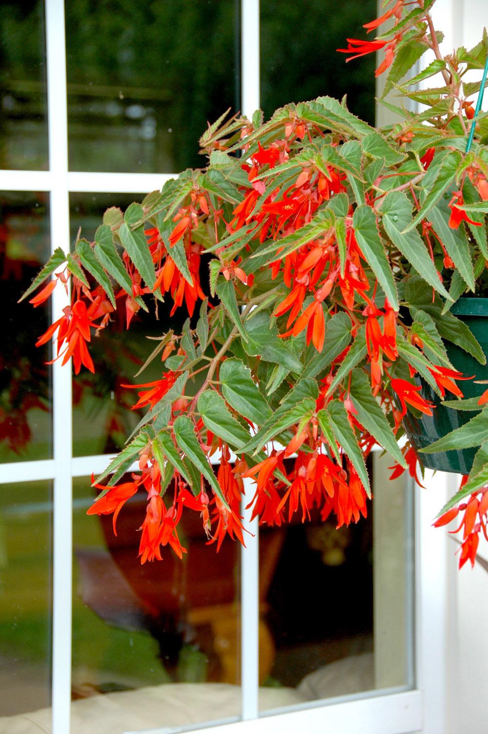 This Bonfire begonia blazes with its scarlet-orange flowers and attractive serrated leaves that are tinged with red and located on long, arching stems.