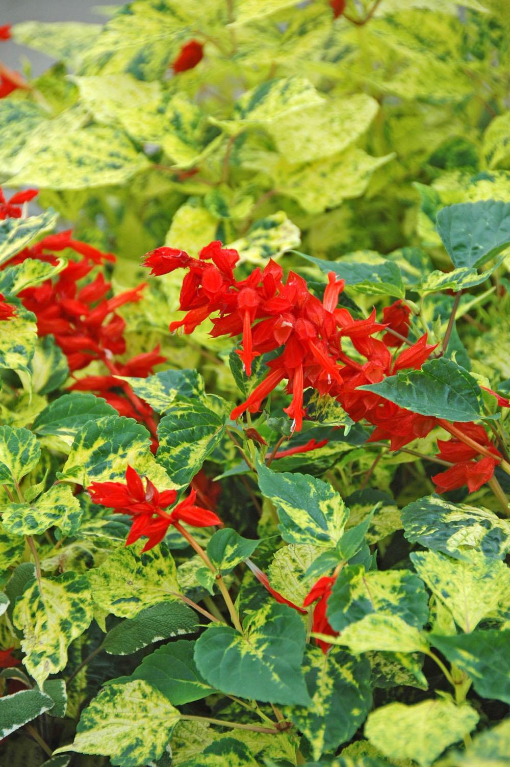 Dancing Flame salvia will live up to its name with intensely scarlet flowers that will mesmerize like a fire dancing at night. The variegated leaves are a sight to behold with brilliant lemon-lime and dark-green colors.