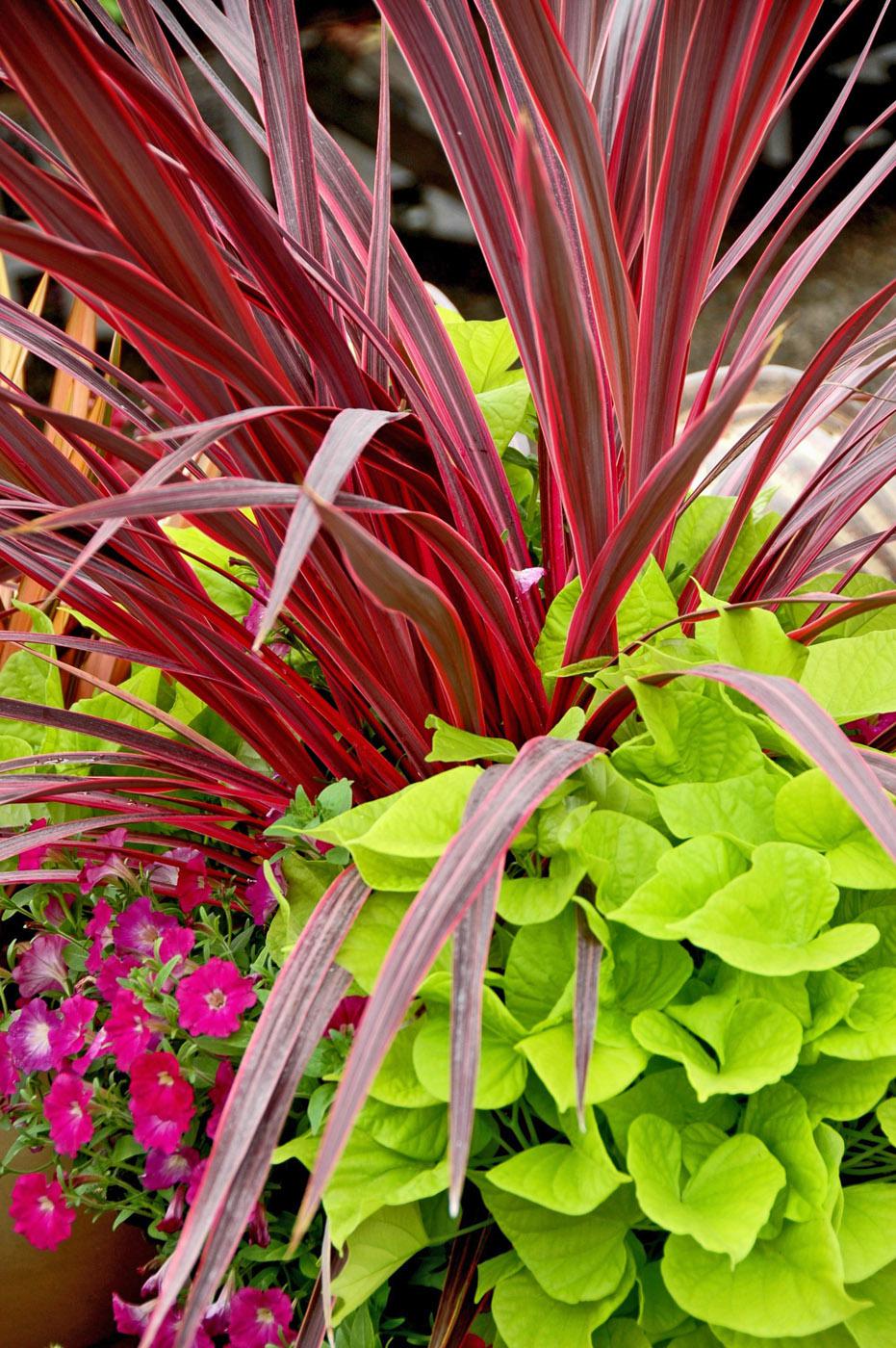 The Electric Pink cordyline is the thriller plant in this mixed container combined with the cascading, lime-green foliage of the Sweet Caroline Sweetheart ornamental sweet potato. (Photo by Norman Winter)