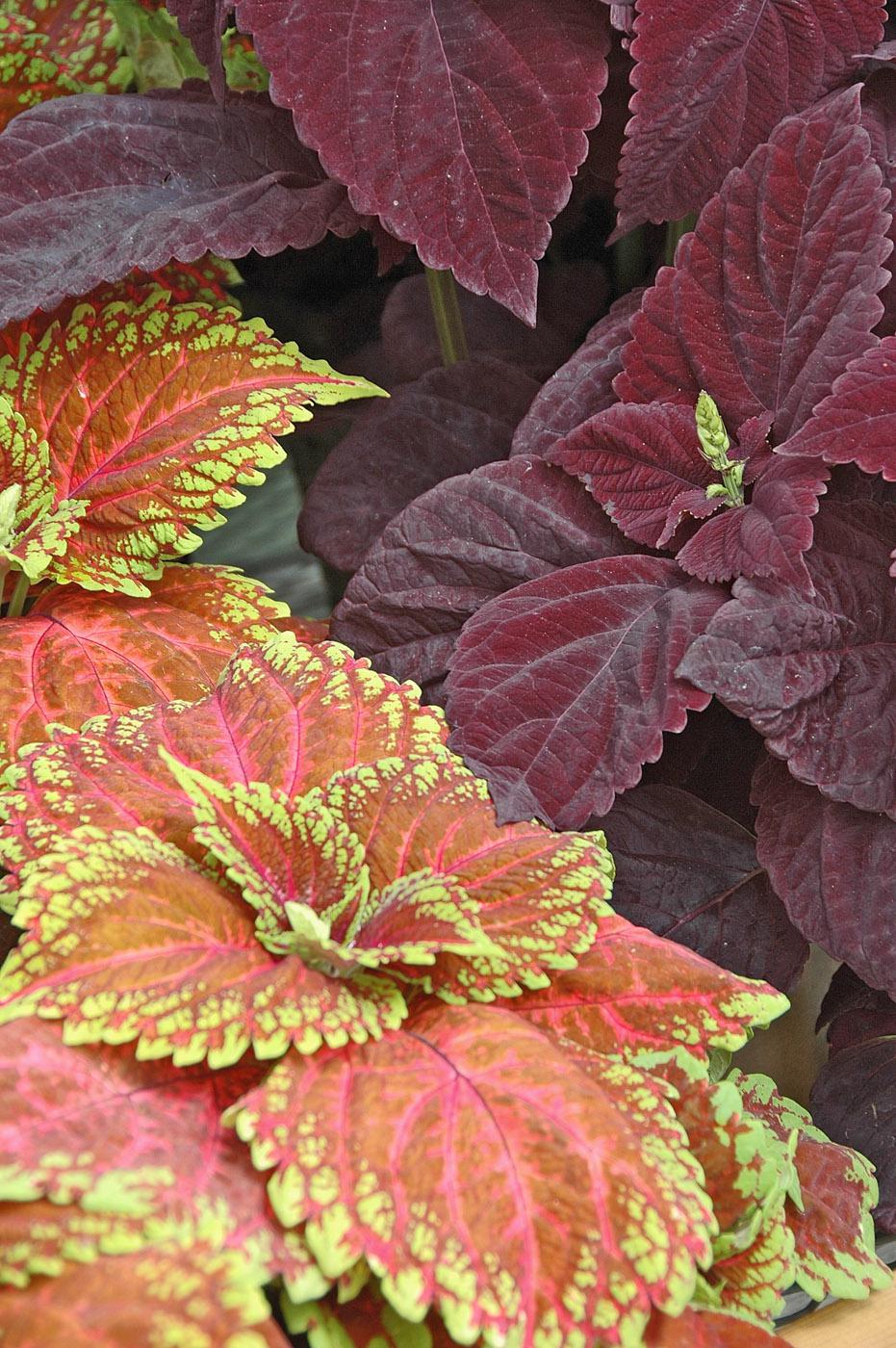 Kong Salmon Pink coleus partners well with Dark Chocolate coleus. Despite the deep, dark chocolate color, these plants grab your attention in shady locations.