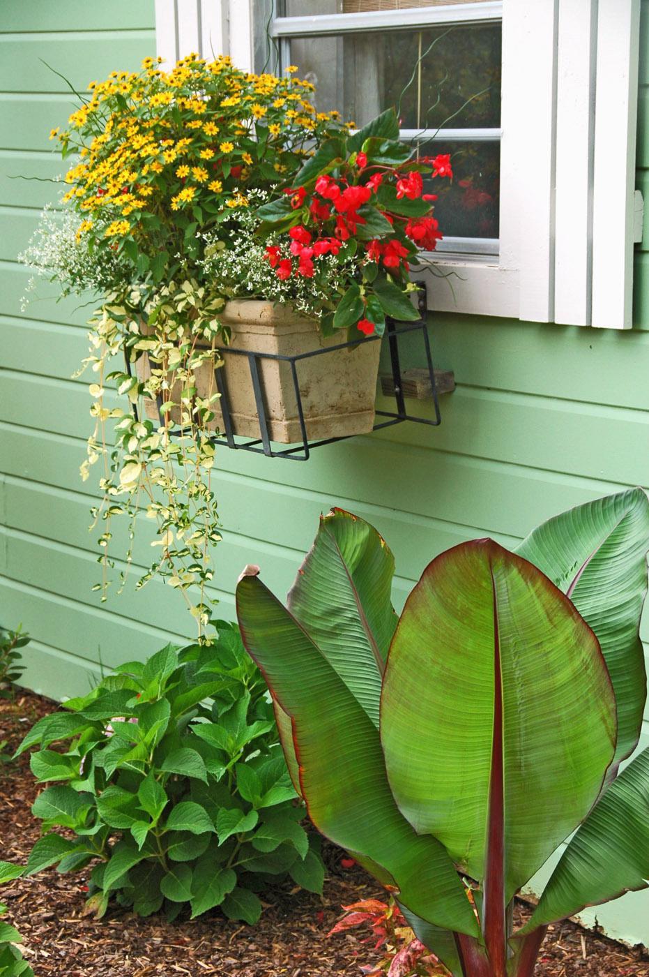 Allow Wojo's Gem vinca to hang down from baskets, creating a great vertical element. This planting uses Wojo's Gem with Dragon Wing Red begonia, Melampodium and Diamond Frost euphorbia for a dazzling combination. (Photo by Norman Winter)