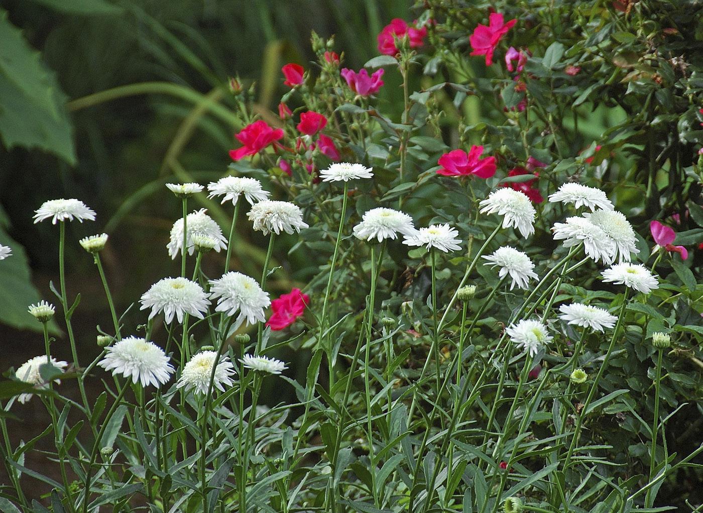 The Ice Star Shasta daisy makes an absolutely riveting combination when paired with Knockout shrub roses. (Photos by Norman Winter)