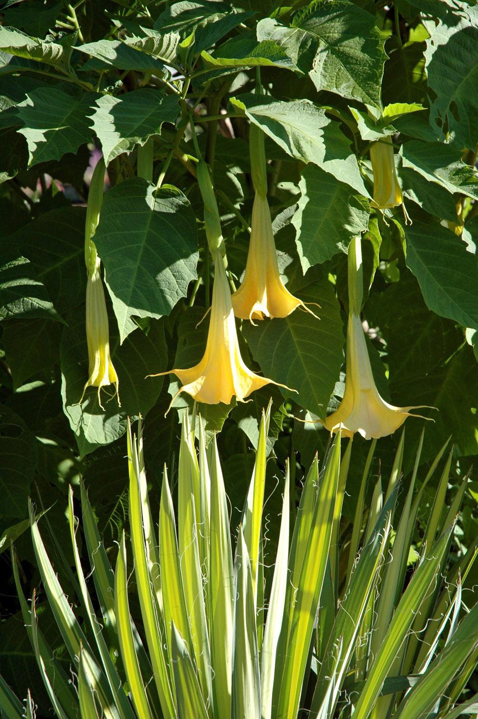 "Trumpets and Daggers" is one of the more unusual plant combinations at MSU's Truck Crops Experiment Station. (Photo by Norman Winter)