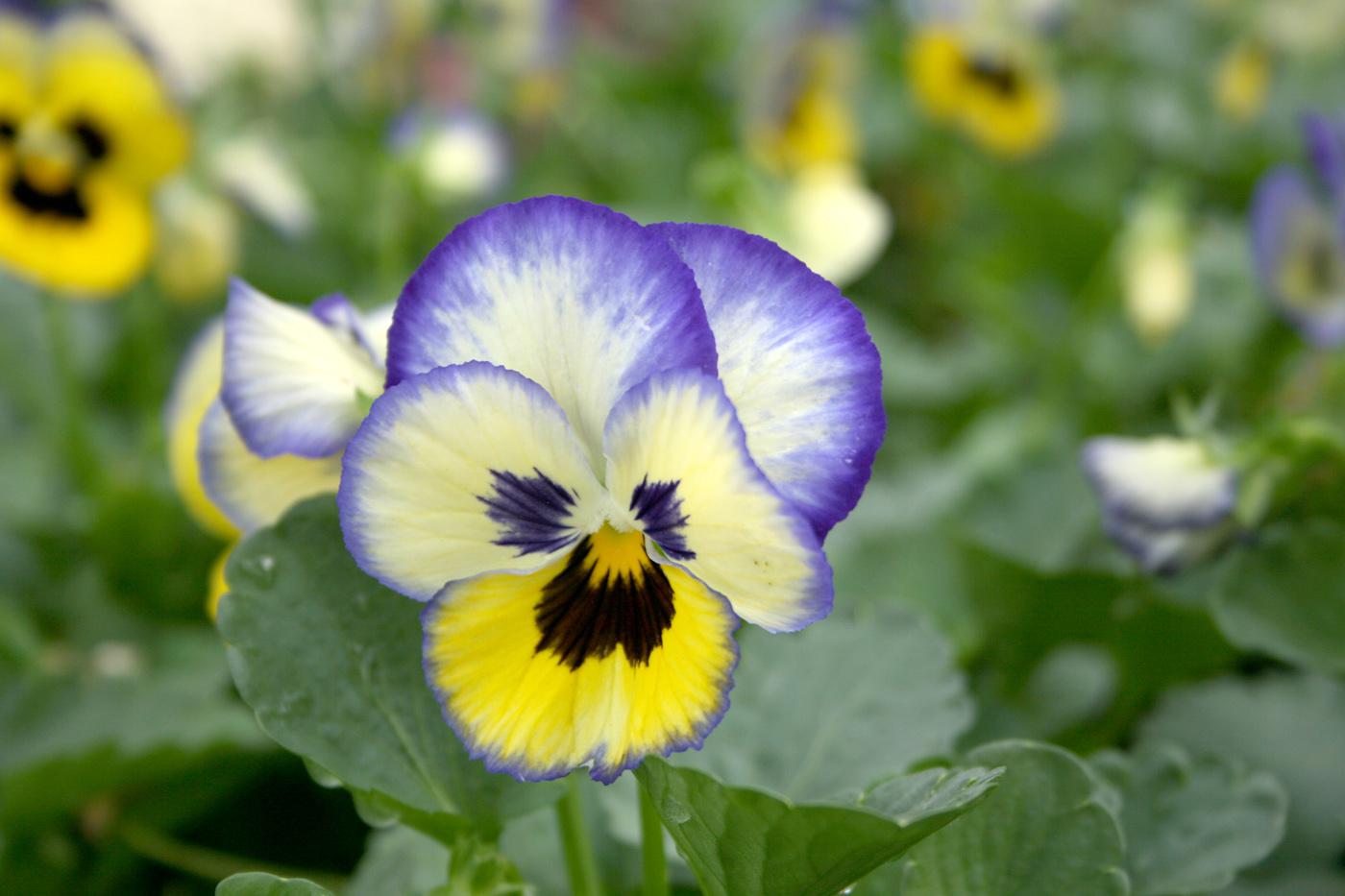 Pansies come in a virtual rainbow of colors, ranging from yellow and purple to blue and white.