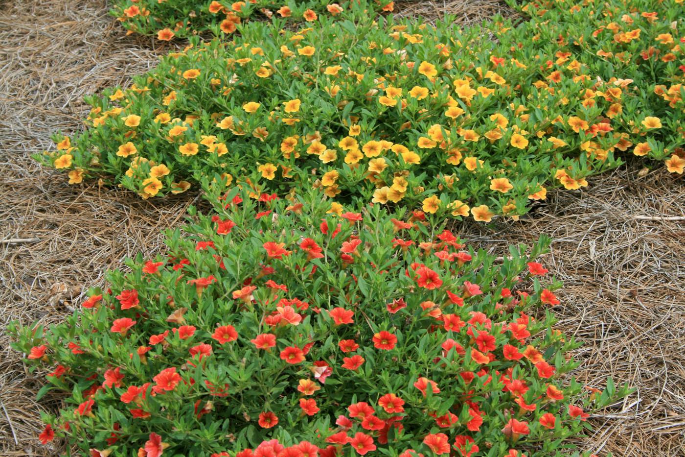 Million Bells CanCan Terra Cotta and Orange spread to fill in open spaces in the landscape.