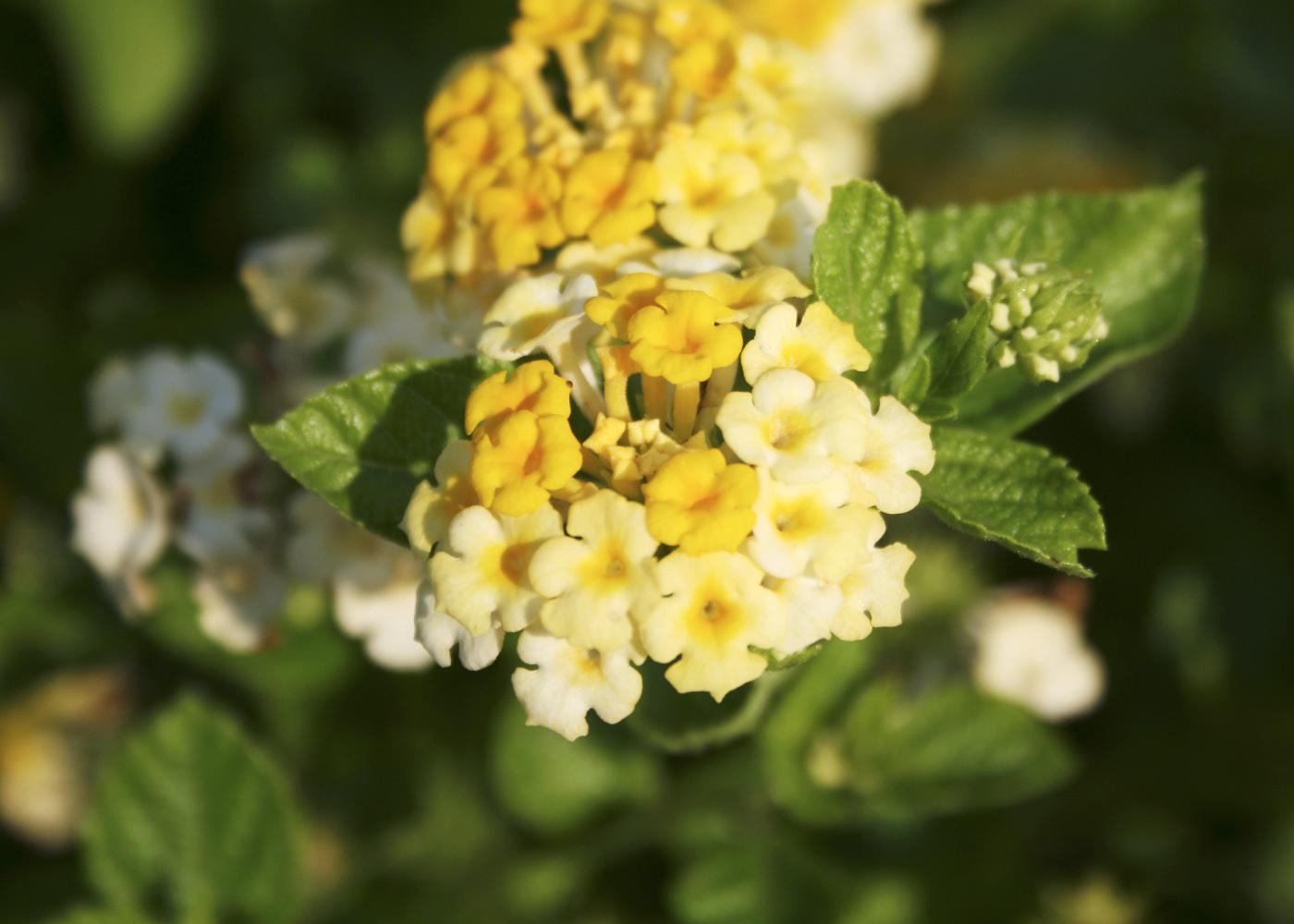 Butter Cream lantana's flowers start out as a bright golden yellow; the edges turn creamy white and eventually, the entire flower is white. (Photo by Gary Bachman)