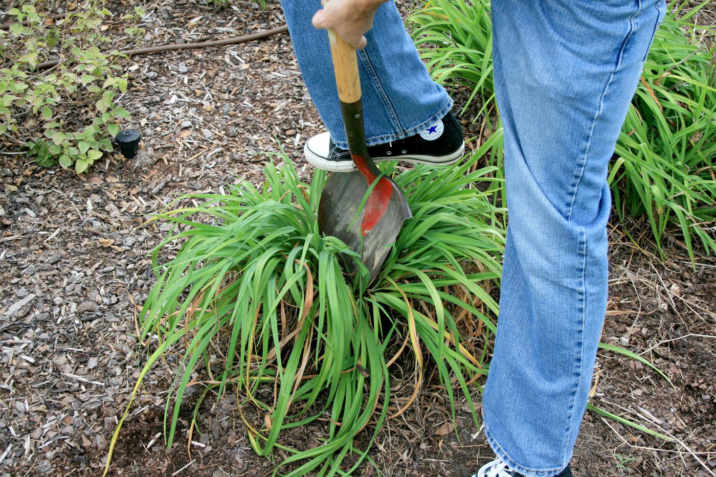 A sharp shovel can be used to divide some perennials, such as this daylily clump being split in half. (Photo by Gary Bachman)