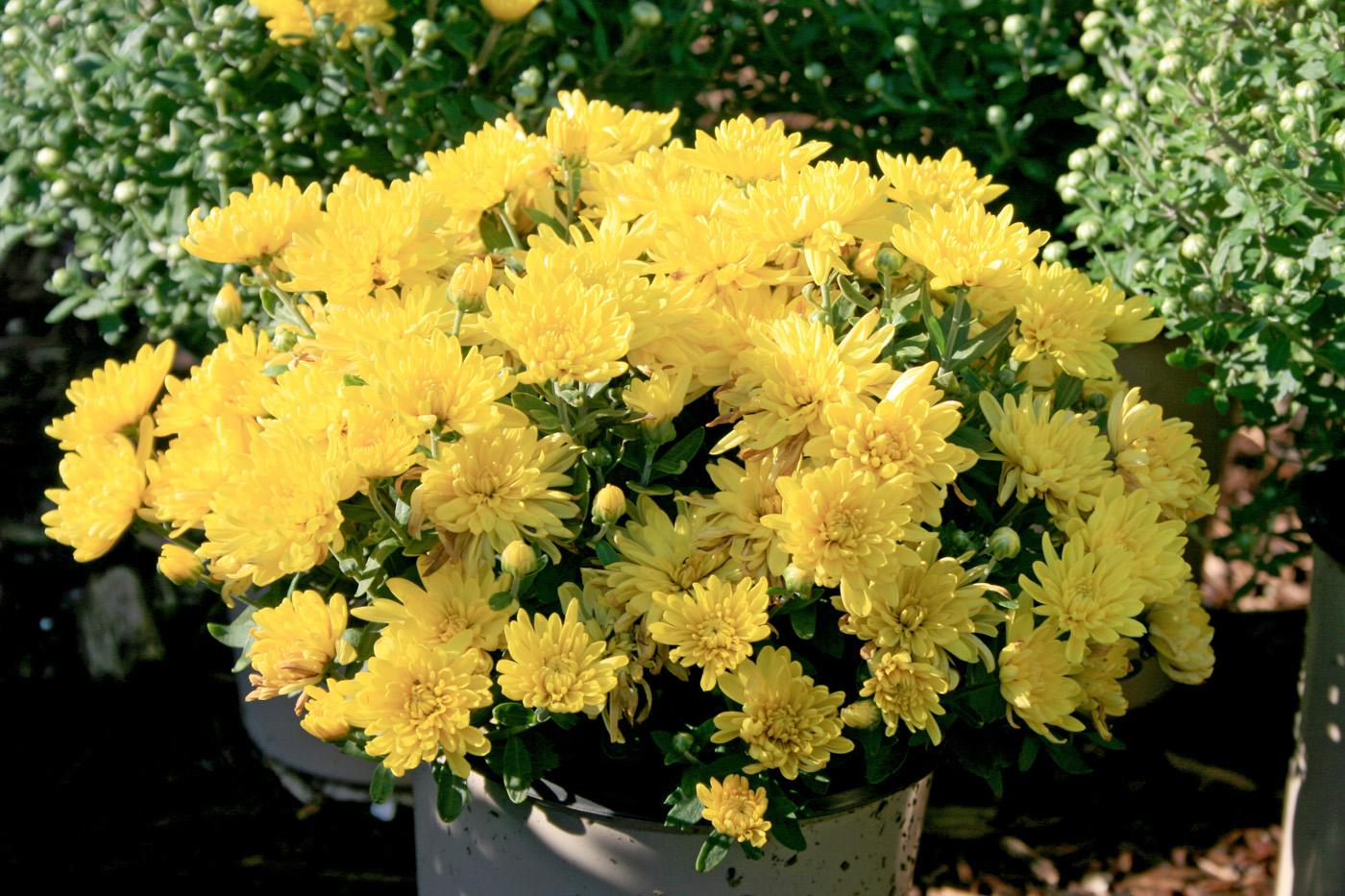 Adding fall mums is a stress-free way to provide color to the fall landscape, and the selection of colors can seem limitless.