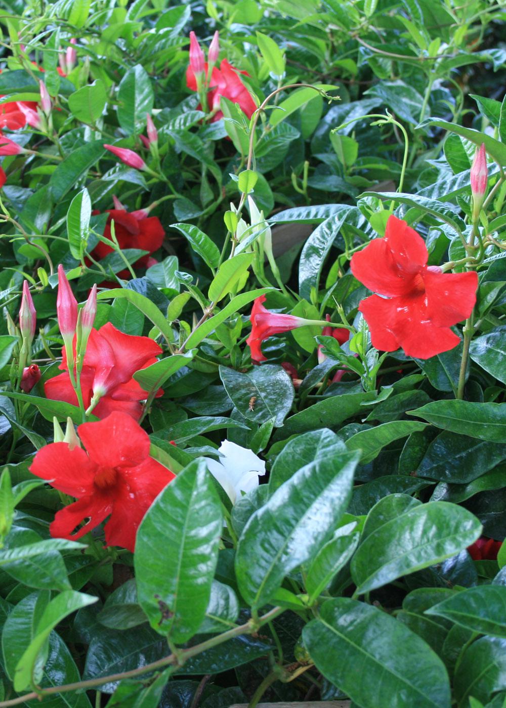 Mandevilla flowers are displayed against dark green, leathery foliage. Mandevilla blooms from early summer through first frost. (Photo by Gary Bachman)