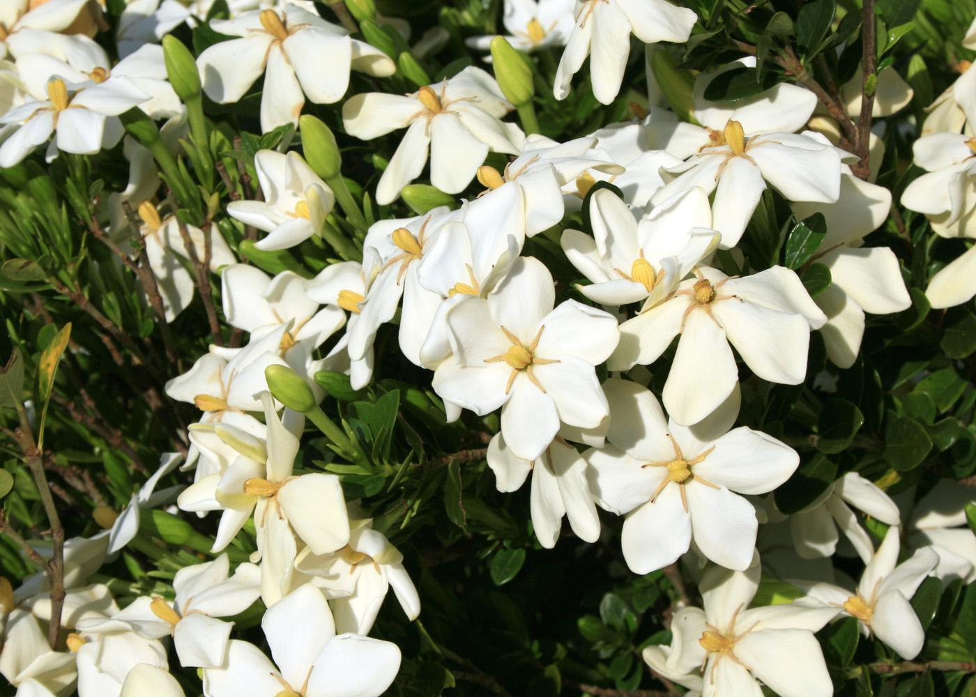 Gardenia flowers emerge white and become yellow before fading to brown. There are both single- and double-flowered varieties.