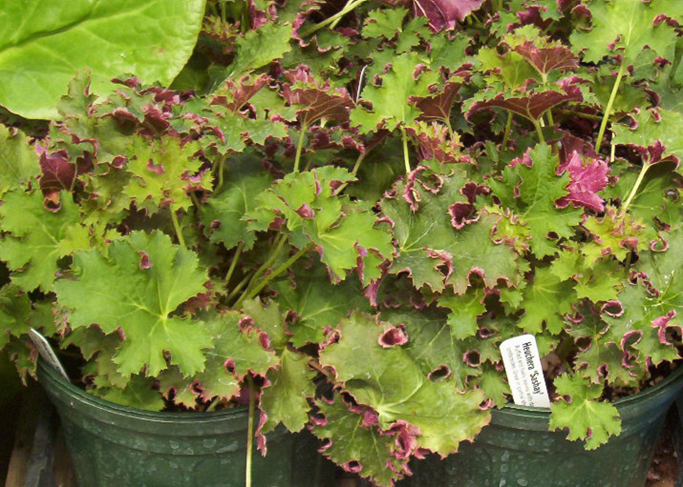 The leaves of some coral bells are different colors on top and bottom, creating flashes of color when the wind blows. (Photo by MSU Extension Service/Gary Bachman)