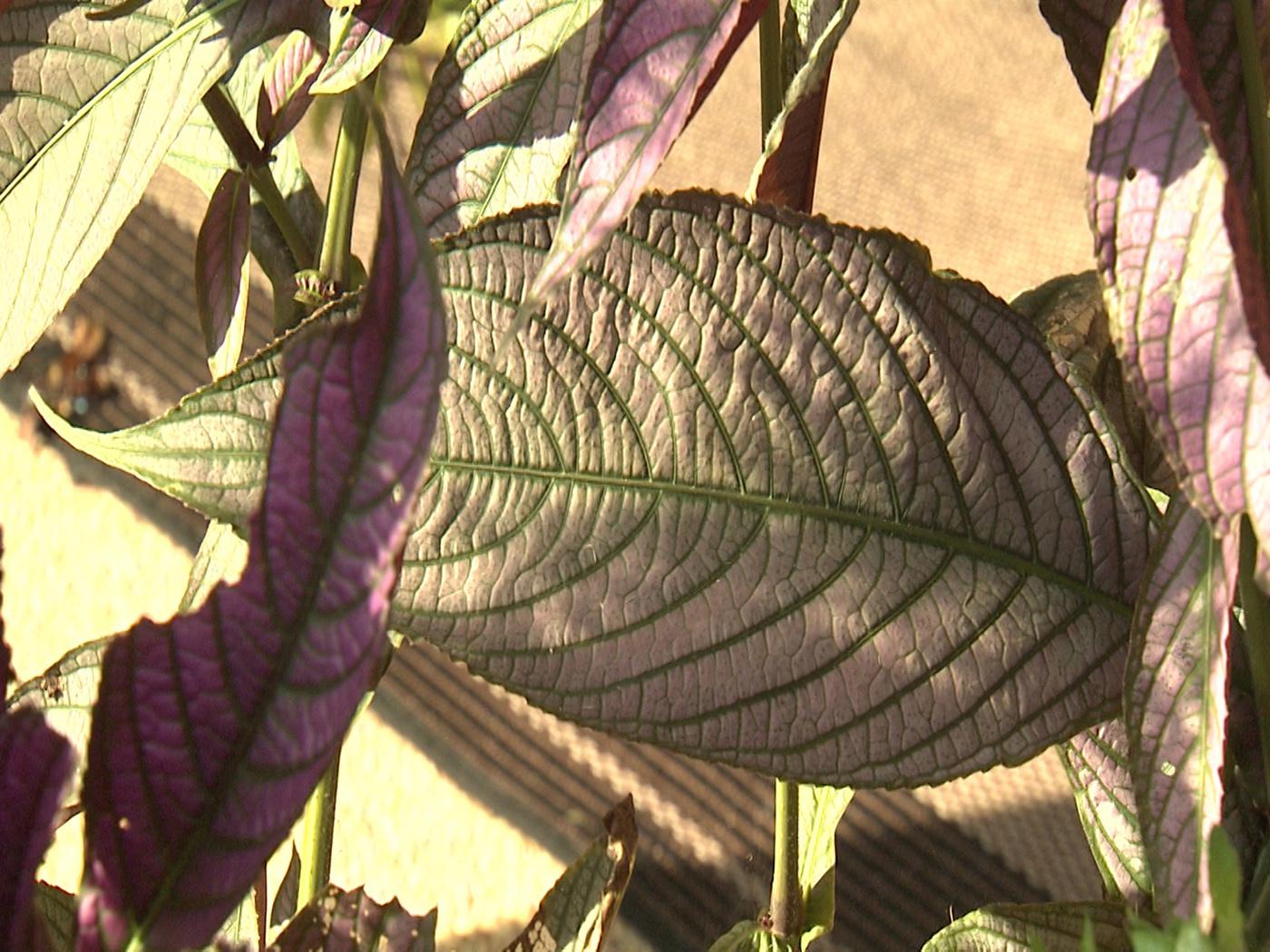 Persian shield requires full sun to develop bold colors and will fade if planted in the shade. (Photo by MSU Extension Service/Gary Bachman)