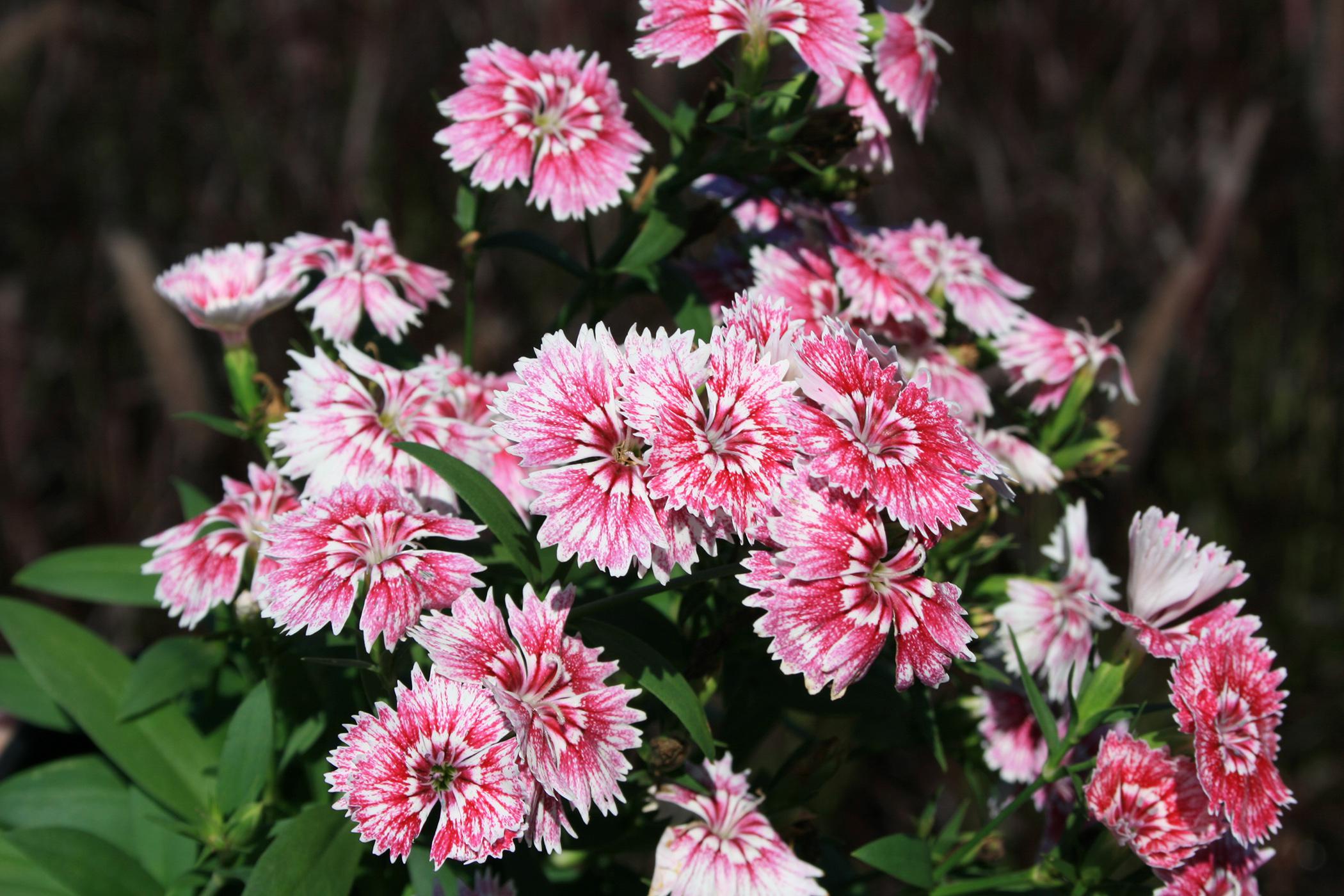 Dianthus, such as these bicolor picotees in the Telstar series, come in a range of colors that bring life and interest to fall gardens. (Photo by MSU Extension Service/Gary Bachman)