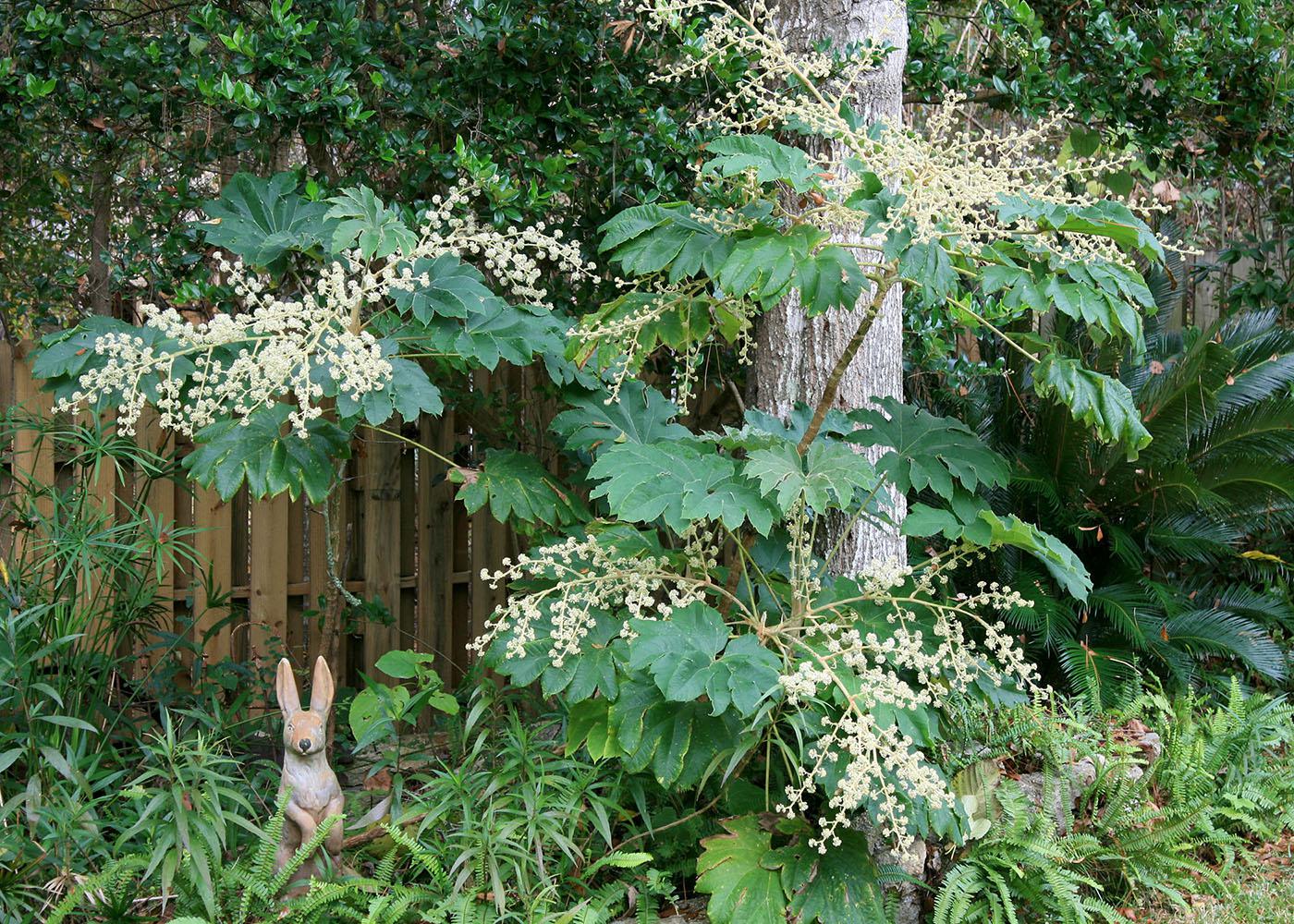 One of the easiest ways to add tropical flair to any landscape is to use plants with large leaves, such as this rice paper plant. (Photo by MSU Extension Service/Gary Bachman)