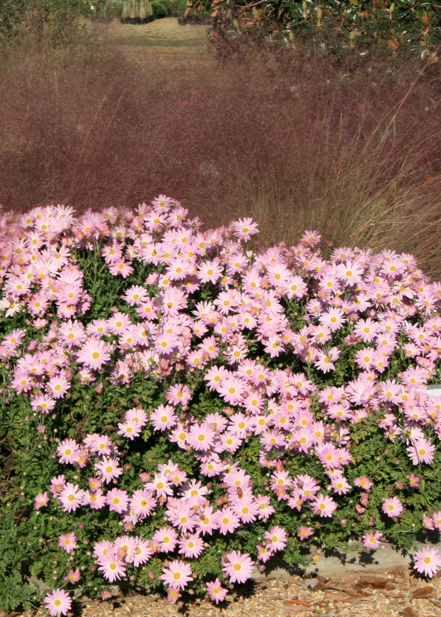 Gulf muhly grass combines beautifully in the landscape with the heirloom chrysanthemum Clara Curtis. (Photo by MSU Extension Service/Gary Bachman)