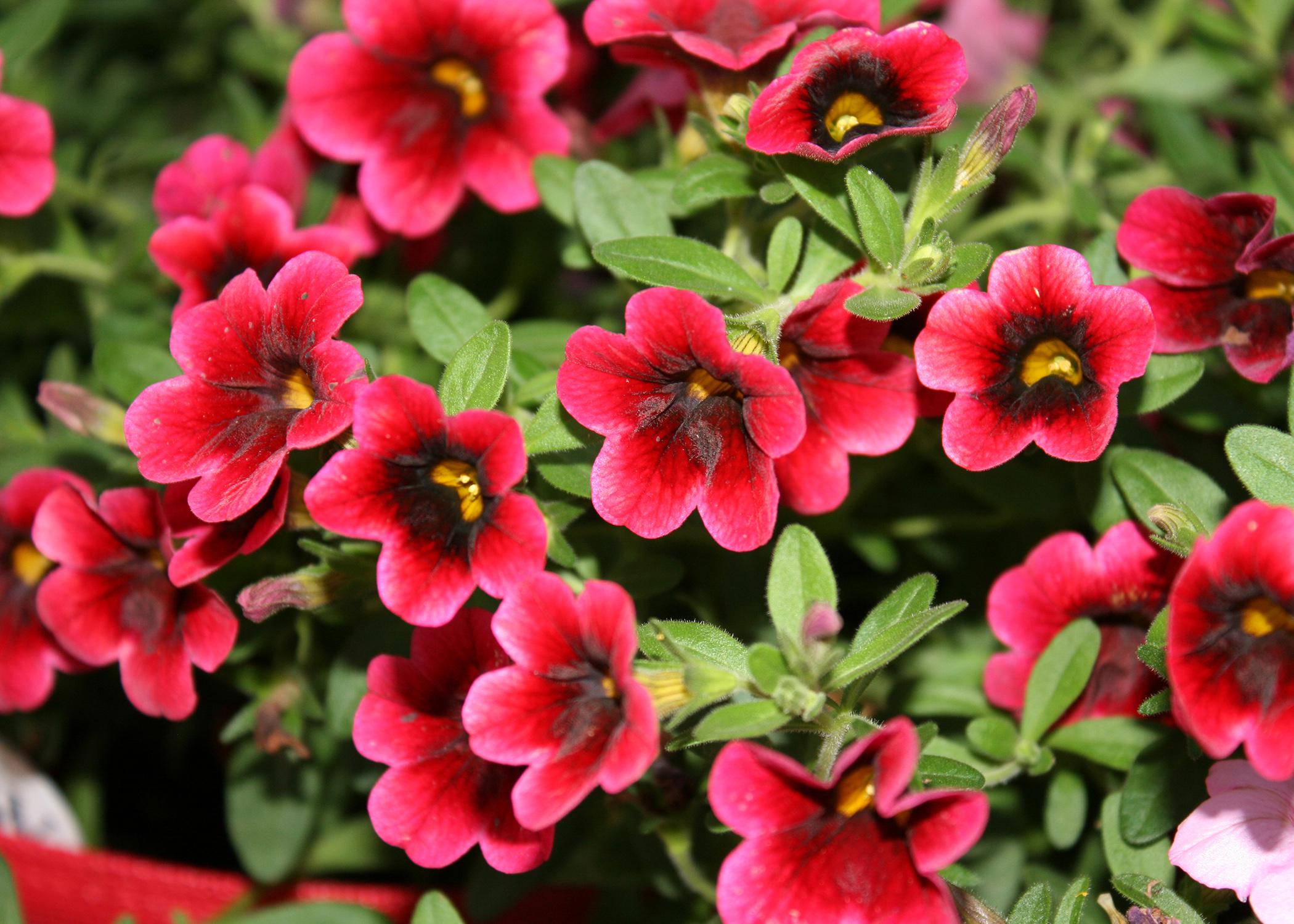 Superbells are heat-tolerant and bloom all summer. These Pomegranate Punch Superbells have deep velvet-red petals and an almost black center eye. (Photo by MSU Extension Service/Gary Bachman)